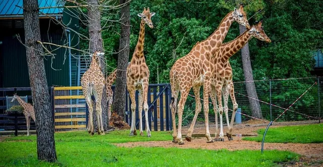 photo  huit nouveaux lodges face aux girafes sont annoncés au zoo de la flèche pour cette année 2025.  &copy;  photo archive le maine libre yvon loue 