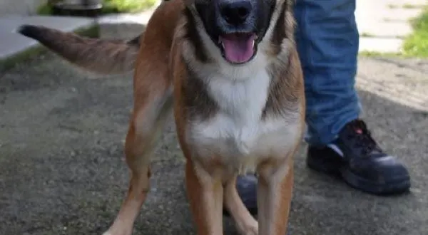 photo  charlie, croisé berger de deux ans, cherche une nouvelle famille.  &copy;  spaa 