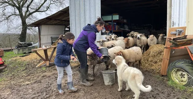 photo  après une attaque début décembre, violaine morin, à la romagne, rentre son petit troupeau de moutons toutes les nuits.  &copy;  ouest-france 