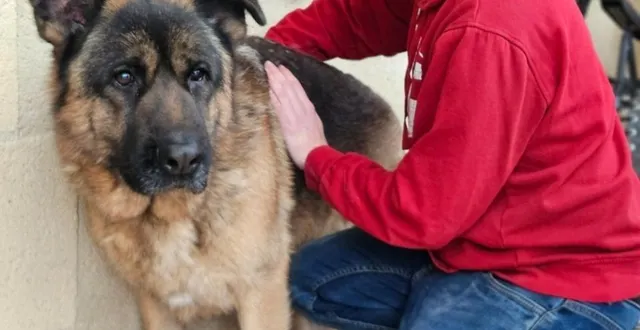photo  une séance d’ostéopathie de décembre, avec pongo, 8 ans.  &copy;  collection privée kevin auroy 