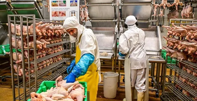 photo  25 millions de volailles labellisés sont prise en charge chaque année par l’abattoir de loué.  &copy;  photo le maine libre - yvon loué 