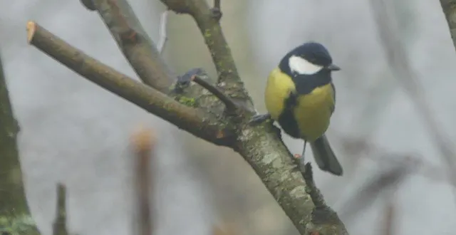 photo  si l’endroit est agréable, les mésanges viendront volontiers dans votre jardin.  &copy;  ouest-france 