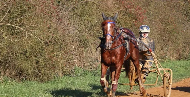 photo  vendredi 17 janvier, antoine marion a effectué un dernier entraînement léger avec intouchable. dimanche 19 janvier, cet étalon de 7 ans sera au départ du prix de cornulier, la plus grande course de trot monté au monde.  &copy;  ouest-france 