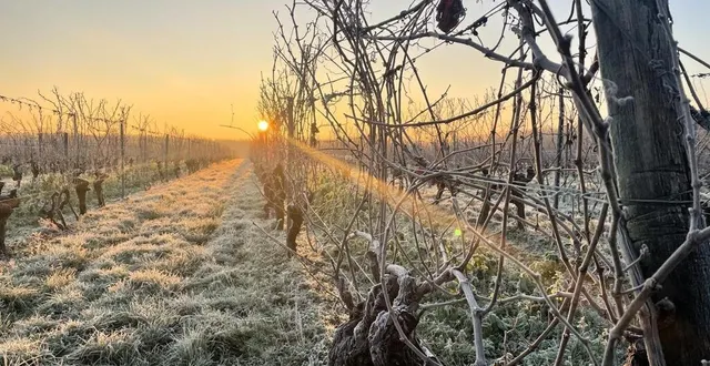 photo  les vignes du saumurois par un petit matin de janvier. en hiver, le gel est bon pour la vigne.  &copy;  co - matthieu gruaz-toussaint 