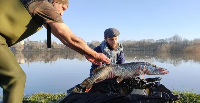 photo  vendredi 17 janvier 2025, sur le quai tabarly, à angers, 25 brochets ont été relâchés.  &copy;  ouest-france 