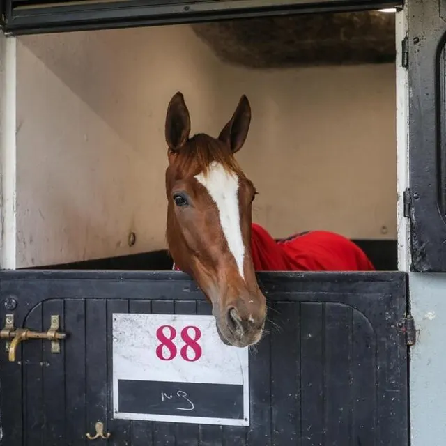 photo joumba de guez quelques heures avant le départ du prix de cornulier.  ©  bruno vandevelde - le trot