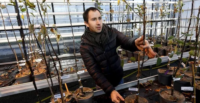 photo  des parcelles expérimentales, installées à l’inrae de beaucouzé, près d’angers (maine-et-loire).  &copy;  marc roger, ouest-france 