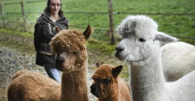 photo  géraldine caplain, entourée de ses alpagas.  &copy;  archives le maine libre - denis lambert 