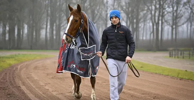 photo  alexandre et sa jument just love you seront au départ du prix d’amérique dimanche.  &copy;  vincent michel / ouest-france 