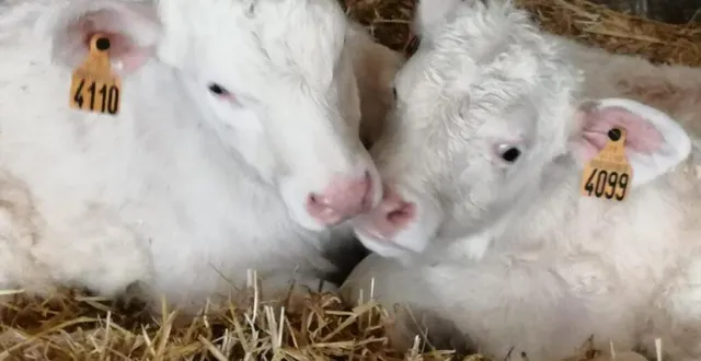 photo  certains veaux sont appelés à être des reproducteurs.  &copy;  ouest-france 