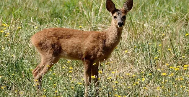 photo  le but est d’aller à la recherche des traces laissées par les animaux, comme les chevreuils par exemple.  &copy;  jérôme fouquet/ archives ouest-france 