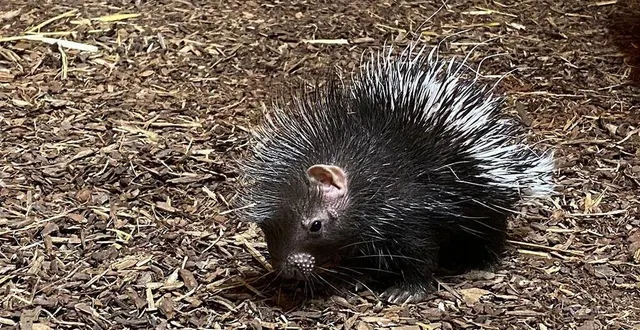 photo  une petite femelle porc-épic est née il y a quelques semaines au bioparc de doué-la-fontaine (maine-et-loire).  &copy;  bioparc 