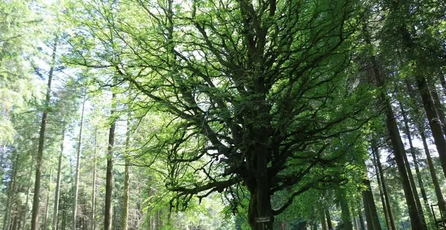 photo  les mercredis d’écouves et de gouffern reprennent, dans l’orne. l’occasion de découvrir ces deux forêts tout en apprenant.  &copy;  archives ouest-france 