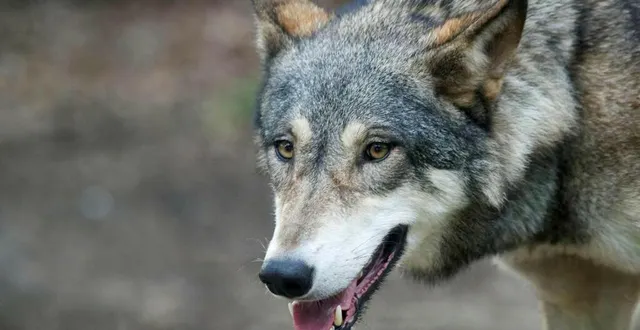 photo  les éleveurs ovins du maine-et-loire s’inquiètent de la présence du loup dans le département. ils réclament plus de moyens de protection.  &copy;  thierry creux / ouest-france 