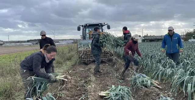 photo  le ramassage des poireaux dans une parcelle de saint-gemmes-sur-loire. à droite le propriétaire, pascal beaujean.  &copy;  ouest-france 