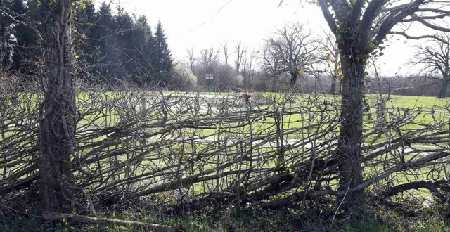photo  le plessage de haies : une activité à découvrir.  &copy;  ouest-france 