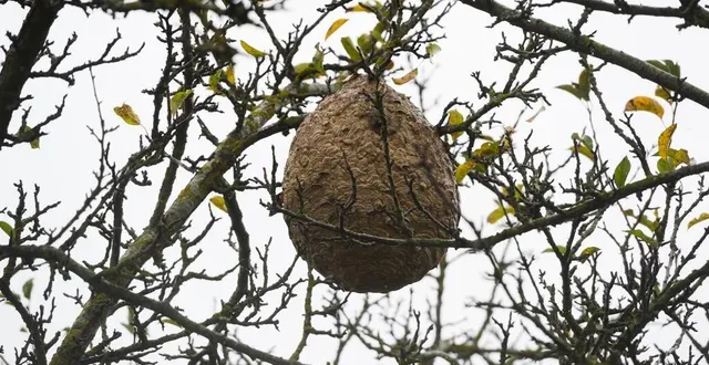 photo  le piégeage doit commencer dès la mi-février.  &copy;  archives le courrier de l’ouest – josselin clair 