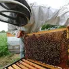 photo  lors de cette rencontre avec les abeilles, le sanctuaire de notre-dame-du-chêne propose notamment un atelier sur l’installation d’une ruche chez soi. 