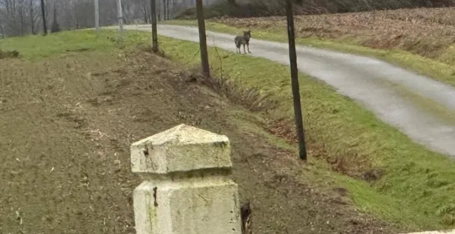photo  le canidé photographié par daniel landais.  &copy;  daniel land & is 