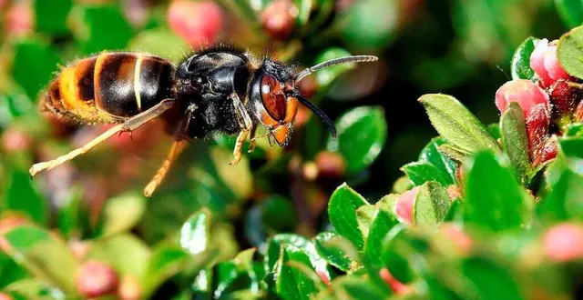 photo  la mairie remboursera  &copy;  archives ouest-france/thierry creux 