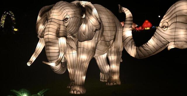 photo  l’odyssée lumineuse expose plusieurs centaines de sculptures illuminées dans l’enceinte du parc du thabor à rennes du 31 janvier au 23 février 2025.  ©  marc ollivier/ouest-france 