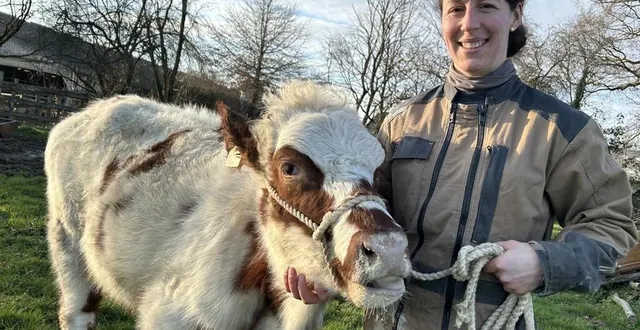 photo  pauline jouy et coccinelle, une saosnoise, une race de vache menacée avec de petits effectifs.  &copy;  ouest-france 
