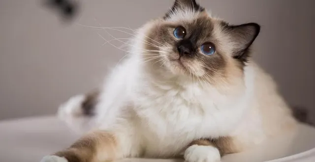 photo  la spaa d’angers confie des chats à un bar d’angers. photo d’illustration.  &copy;  getty images/istockphoto 