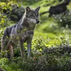 photo  l’office français de la biodiversité confirme la possibilité de la présence d’un loup (canis lupus) dans le département de l’orne fin 2024 (photo d’illustration). 