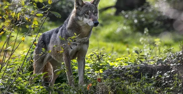 photo  l’office français de la biodiversité confirme la possibilité de la présence d’un loup (canis lupus) dans le département de l’orne fin 2024 (photo d’illustration).  &copy;  belpress / maxppp 