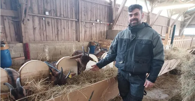 photo  joffrey loriot à l’heure de l’alimentation de ses chèvres alpines  &copy;  ouest-france 