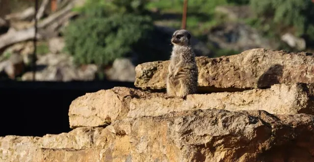 photo  le bioparc de doué-la-fontaine (doué-en-anjou) rouvrira ses portes ce samedi 8 février 2025, après une pause hivernale bien méritée.  &copy;  ouest-france 