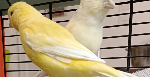 photo  diverses espèces seront présentes, telles que des canaris  &copy;  ouest-france 