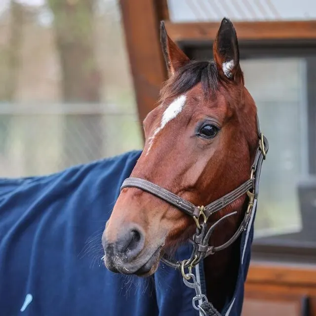 photo inmarosa, la jument drivée par léo abrivard, enchaîne sur le prix de france après avoir couru le prix d’amérique sans succès.  ©  bruno vandevelde - le trot