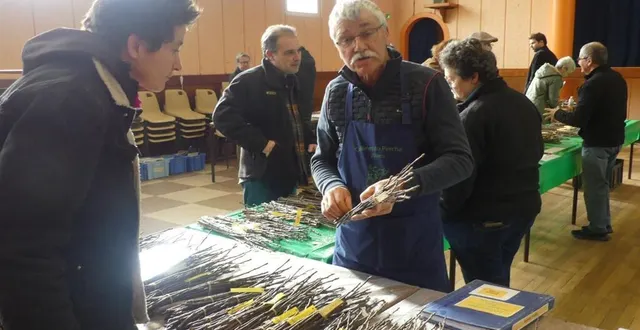 photo  comme la semaine dernière à bretoncelles, des centaines de greffons de variétés anciennes seront proposées aux visiteurs.  &copy;  ouest-france 