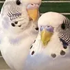 photo  un couple de perruches ondulées. 