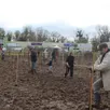 photo  mazé-milon, samedi 1er février. un véritable travail d’équipe autour de la plantation collective.  