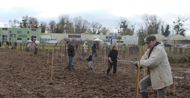 photo  mazé-milon, samedi 1er février. un véritable travail d’équipe autour de la plantation collective.   &copy;  co 