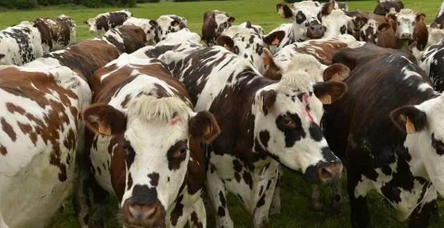 photo  percutées par un camion, des vaches en divagation sont mortes à saint-mars-d’egrenne (orne).  &copy;  archives ouest-france 