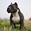 photo snoop est un chien de race american bully. le parquet estime que cette race est catégorisée en chien d’attaque, tandis que la défense considère que la race n’est pas catégorisée en france. une passe d’armes juridique importante dans le cadre de ce procès (photo d’illustration).