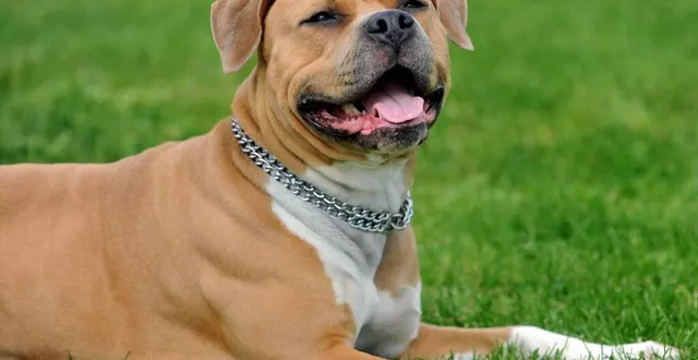 photo  plus de 20 chiens et une dizaine de chats sont en attente d’une adoption.  &copy;  photo archives jdlo – marie delage 