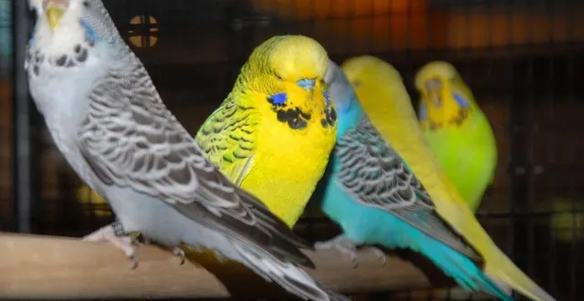 photo  les perruches ondulées font partie des oiseaux à acquérir.  &copy;  archives le courrier de l’ouest 