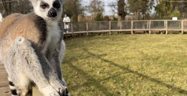 photo  au spaycific’zoo, les visiteurs peuvent traverser l’enclos des lémuriens, des singes très curieux.  &copy;  ouest-france 