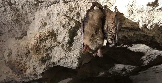 photo  un grand murin (à gauche) et un murin à oreilles échancrées, blottis l’un contre l’autre, hibernant dans l’ancienne carrière de courgeon (orne).  &copy;  ouest-france 