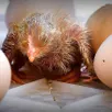 photo  il sera possible d’assister à la naissance de poussins. 