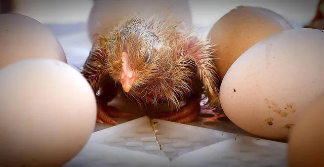 photo  il sera possible d’assister à la naissance de poussins.  &copy;  archives le maine libre - denis lambert 