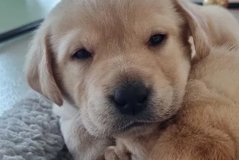 photo  venise est un labrador.  &copy;  co 