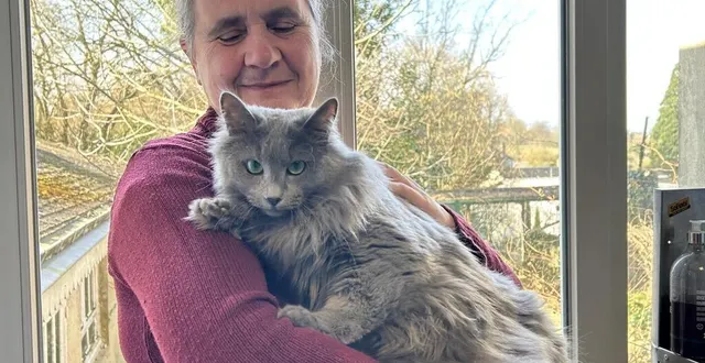 photo  amoureuse des chats et notamment de la race nebelung, l’éleveuse sarthoise catherine ollier-autissier va se rendre au salon de l’agriculture de paris pour tenter de décrocher un titre.  &copy;  ouest-france 