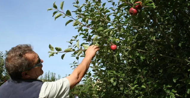photo  cinq chantiers participatifs dédiés à la taille des pommiers du verger conservatoire vont être organisés début mars.  &copy;  archives le maine libre 