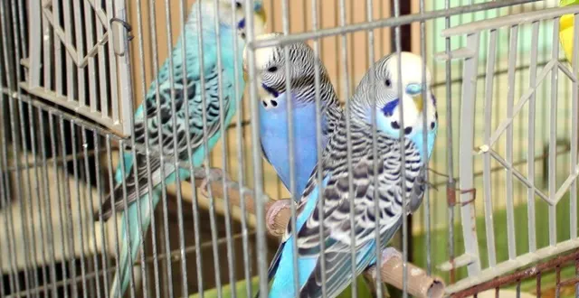 photo  perruches et canaris mobilisent les passionnés.   &copy;  le maine libre 