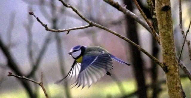 photo  la mésange bleue joue un rôle important dans la régulation des populations d’insectes et de limaces, et réduit la présence d’espèces nuisibles.  &copy;  ouest-france 